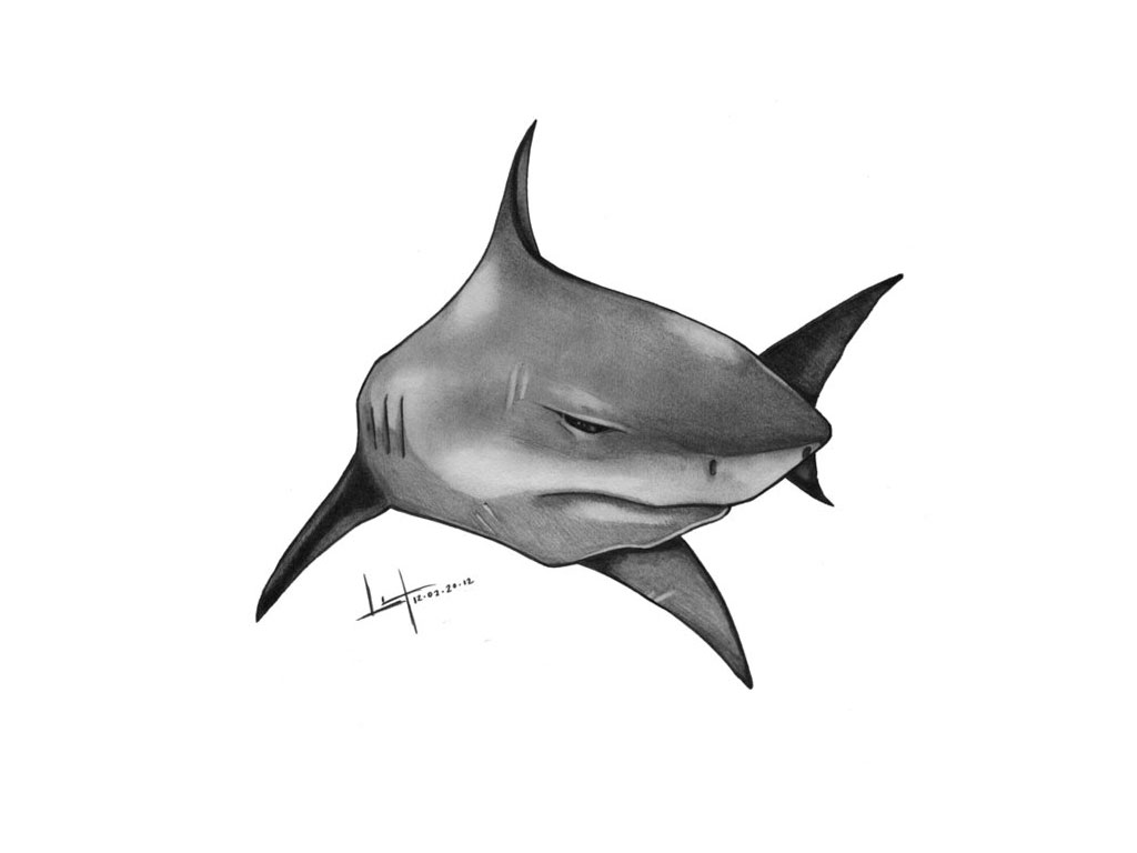 1024x768 Bull Shark Tattoos - Bull Shark Sketch