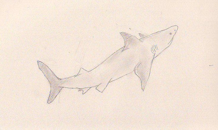 735x438 Bull Shark By Orbthesela - Bull Shark Sketch