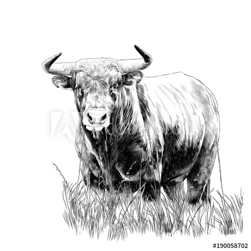 500x500 Bull Sketch Vector Graphics Monochrome Black And White Drawing - Bull Sketch