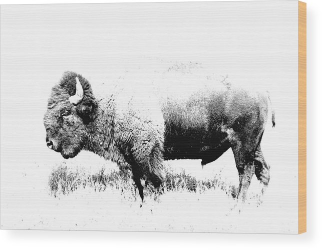 643x499 Bison Bull Sketch Wood Print By Rick Rauzi - Bull Sketch