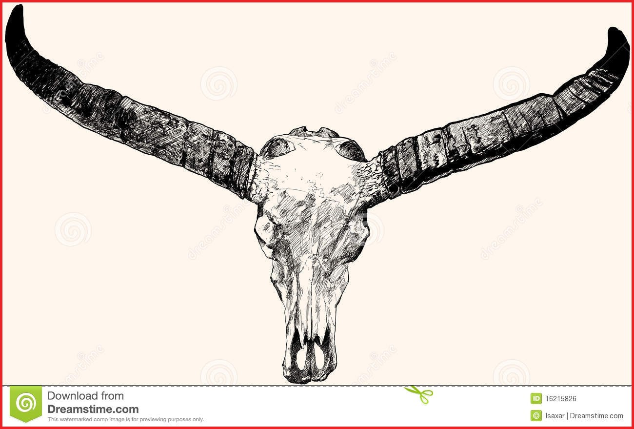 1300x879 Bull Skull Drawing 63110 Bull Skull Stock Vector Illustration Of - Bull Skull Sketch