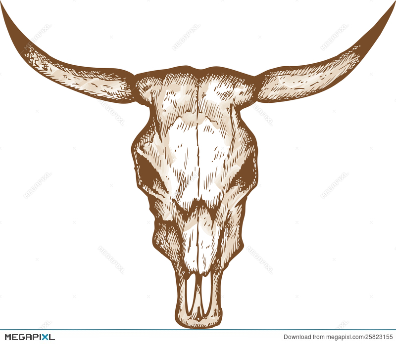 800x696 Bull Skull Illustration 25823155 - Bull Skull Sketch
