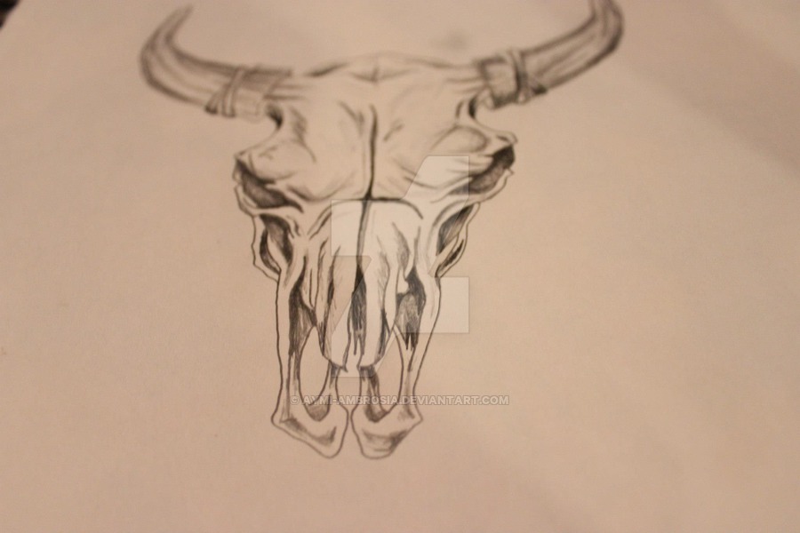 900x600 Bull Skull Sketch Outline By Aymi Ambrosia - Bull Skull Sketch