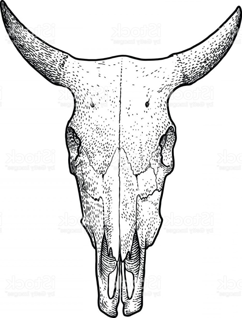 936x1228 Cow Skull Illustration Drawing Engraving Ink Line Art Vector Gm - Bull Skull Sketch