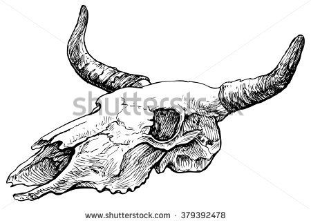 450x323 Cow Skull Hand Drawn Vector Illustration, Isolated On White - Bull Skull Sketch
