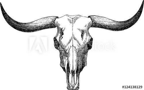 500x311 Vintage Image Bull Skull - Bull Skull Sketch