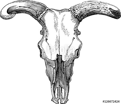 500x431 Vintage Image Bull Skull Stock Photo And Royalty Free Images On - Bull Skull Sketch