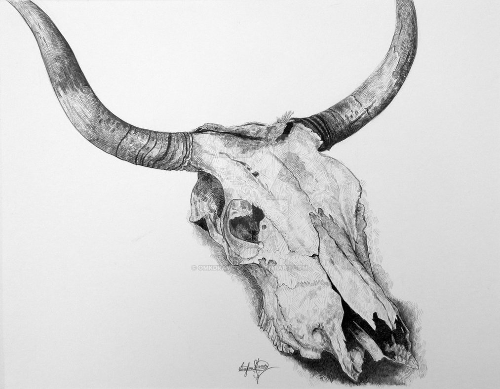 1013x788 Bull Skull Ballpoint Pen By Omkdrawings - Bull Skull Sketch