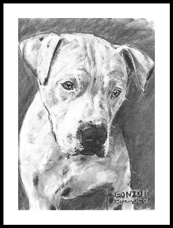 600x791 Bull Terrier Sketch In Charcoal Framed Print By Kate Sumners - Bull Terrier Sketch