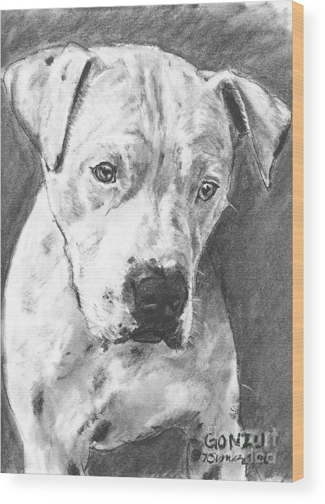 472x732 Bull Terrier Sketch In Charcoal Wood Print By Kate Sumners - Bull Terrier Sketch