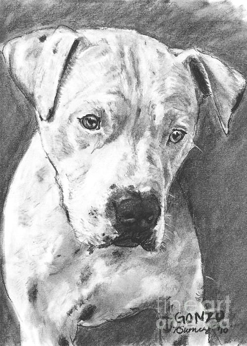 500x700 Bull Terrier Sketch In Charcoal Drawing Pet Art - Bull Terrier Sketch