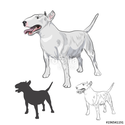 500x500 Bull Terrier Dog Breed Isolated On White Background. Purebred - Bull Terrier Sketch
