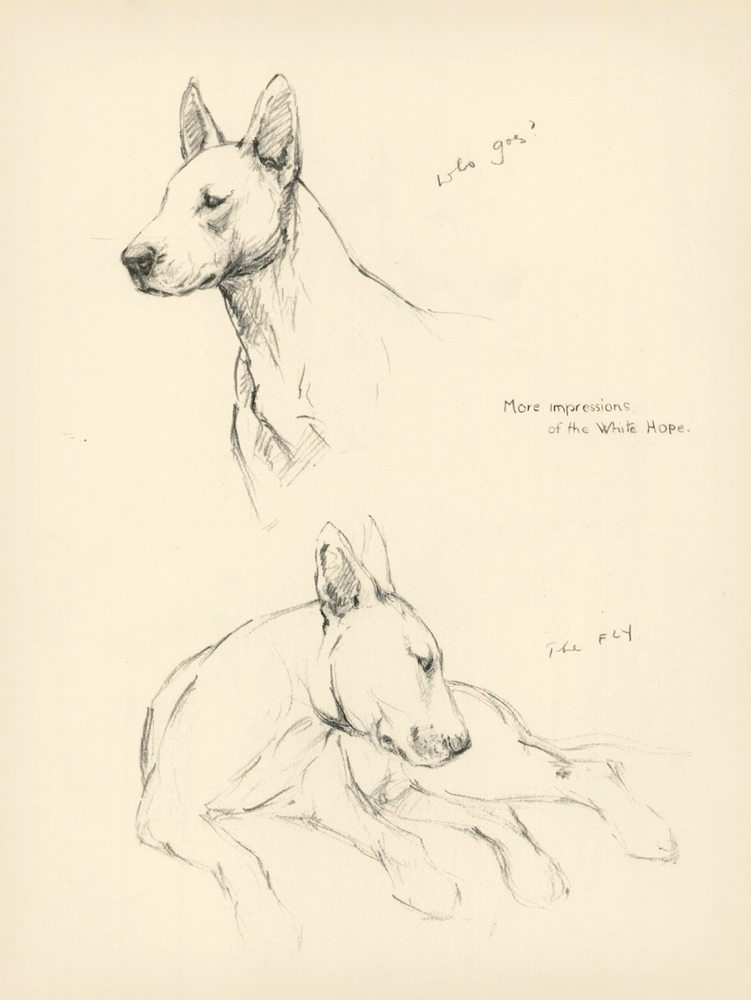 751x1000 Bull Terrier. Reverse The White Hope. Just Dogs Sketches In Pen - Bull Terrier Sketch