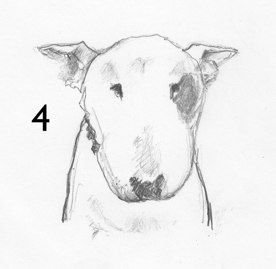 570x556 Sad Bull Terrier Line Drawing Print To Frame Etsy - Bull Terrier Sketch