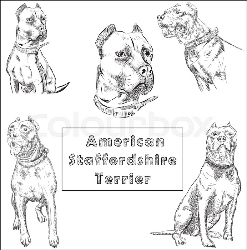 790x800 Set Of Freehand Sketch Illustration Of American Pit Bull Terrier - Bull Terrier Sketch