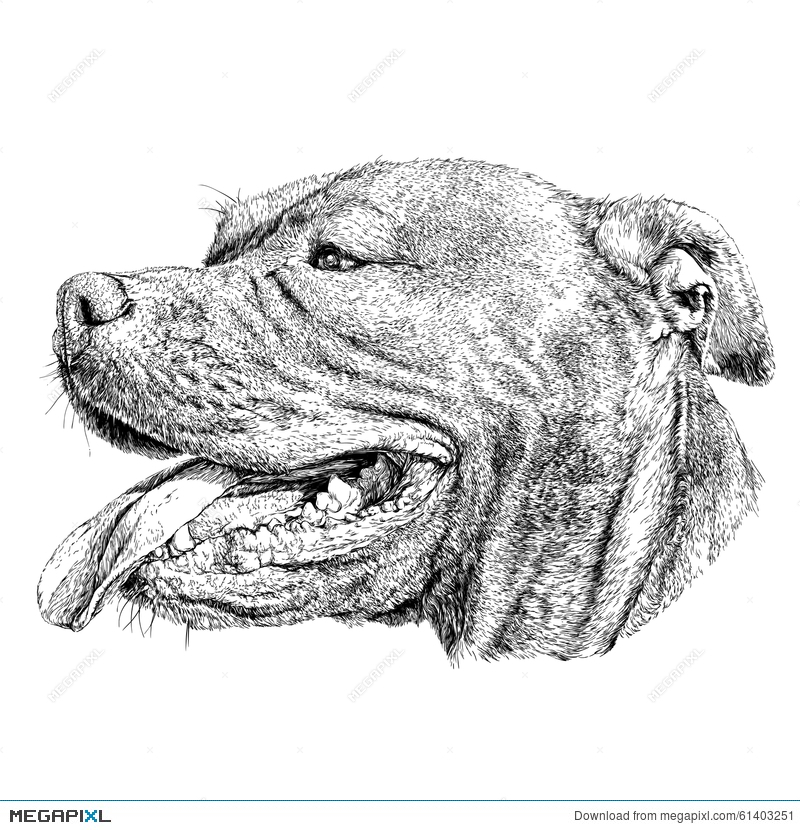 800x830 Sketch Of Dog Pit Bull Terrier. Illustration 61403251 - Bull Terrier Sketch