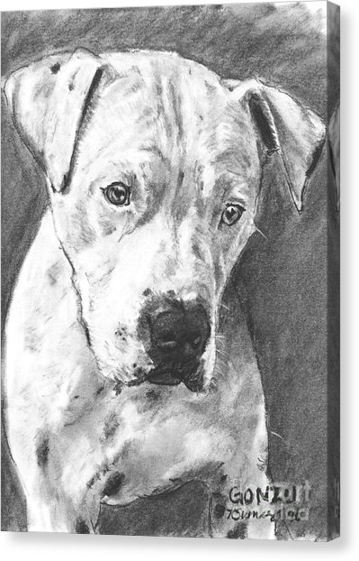 399x622 Bull Terrier Sketch In Charcoal Drawing By Kate Sumners - Bull Terrier Sketch