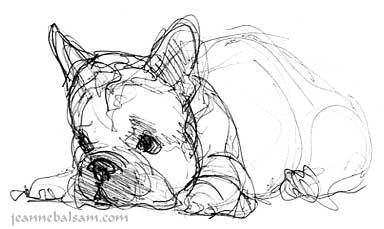384x229 French Bulldog Art Still A Dreamer - Bulldog Face Sketch