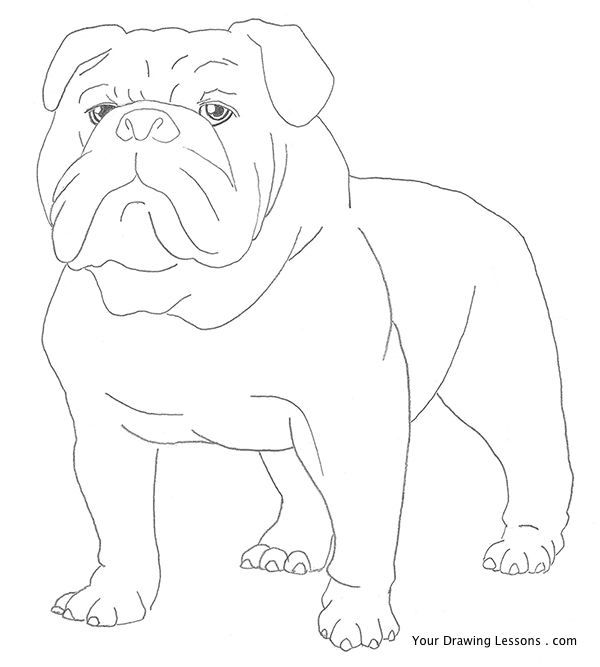 600x667 How To Draw A Bulldog Your Drawing Lessons - Bulldog Face Sketch