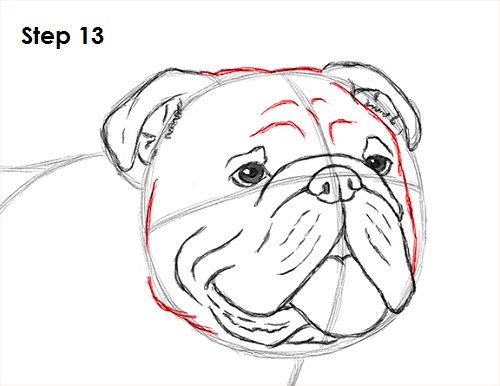 500x386 How To Draw A Bulldog - Bulldog Face Sketch