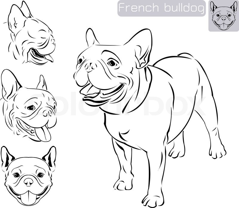 800x696 Line Art Of French Bulldog With Three Difference Of Face Stock - Bulldog Face Sketch