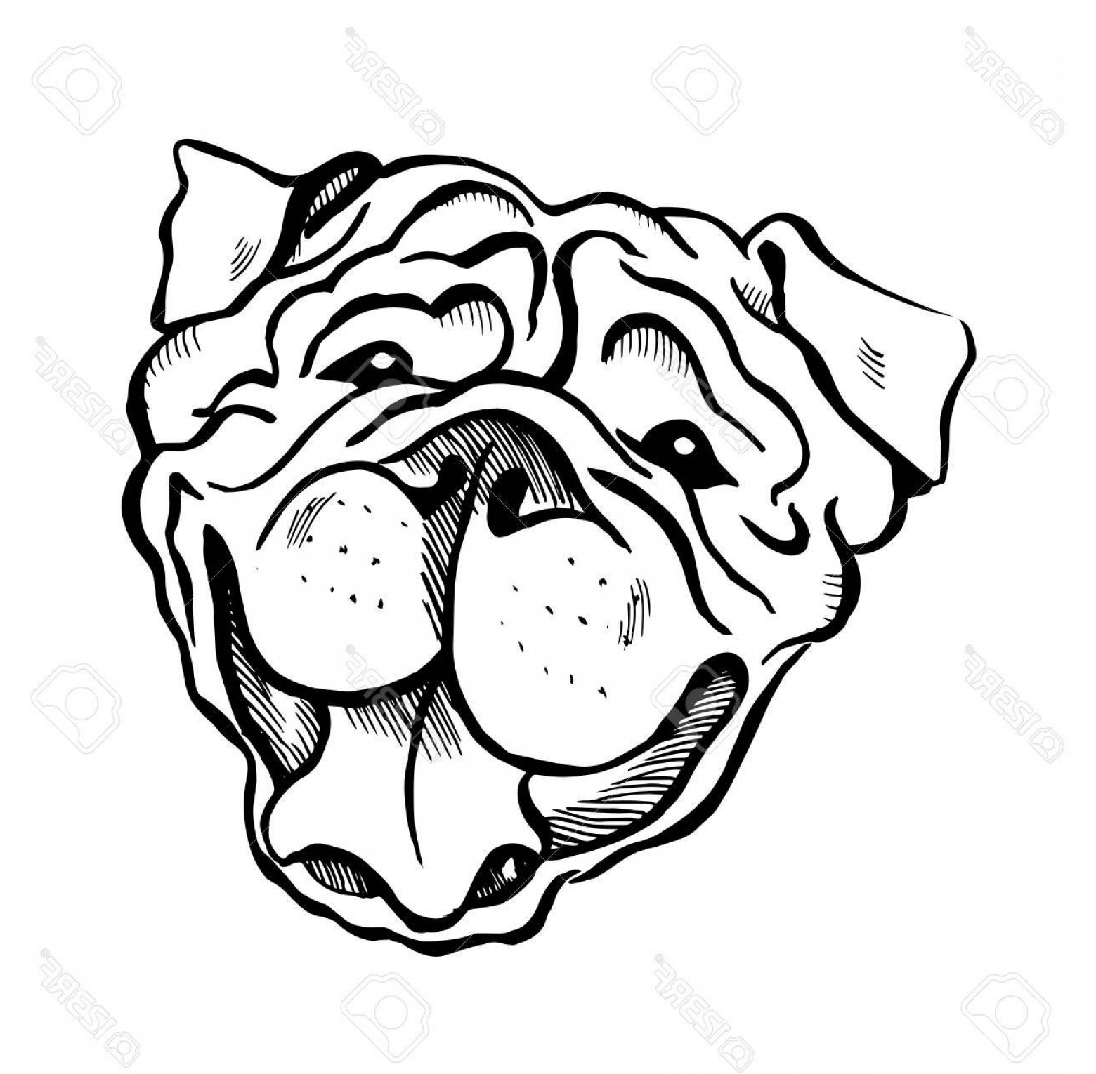 1560x1530 Photostock Vector English Bulldog Smiling Dog Face Portrait Sketch - Bulldog Face Sketch