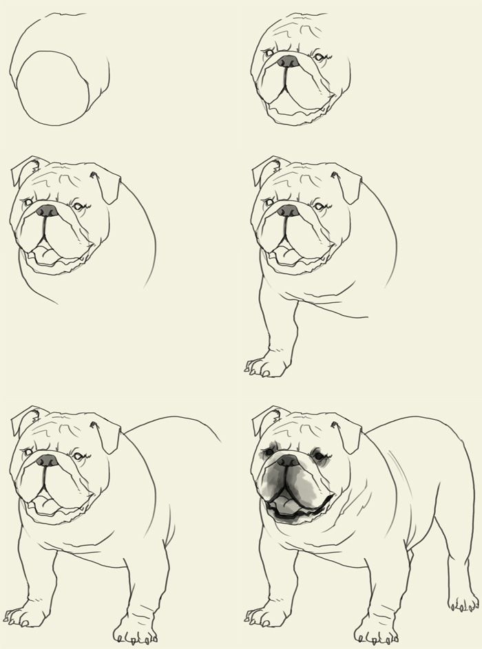 700x943 How To Draw Bulldog Elementary Art Drawings, Art - Bulldog Face Sketch