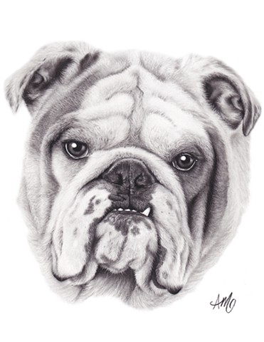 371x480 Evertree Studio - Bulldog Sketch