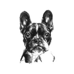 240x240 French Bulldog Sketch Print - Bulldog Sketch