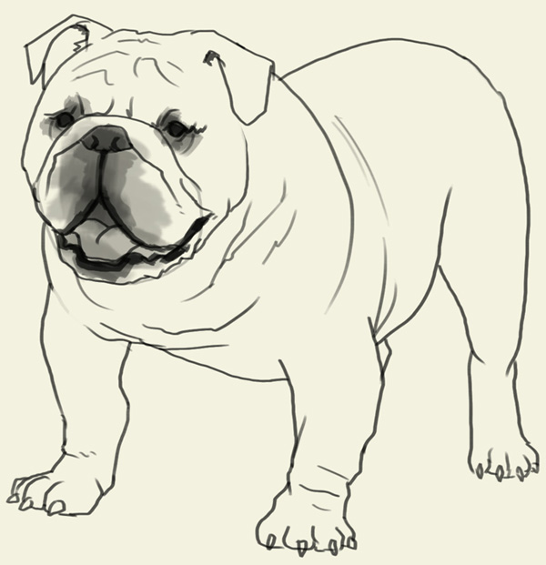 600x621 How To Draw Bulldog - Bulldog Sketch