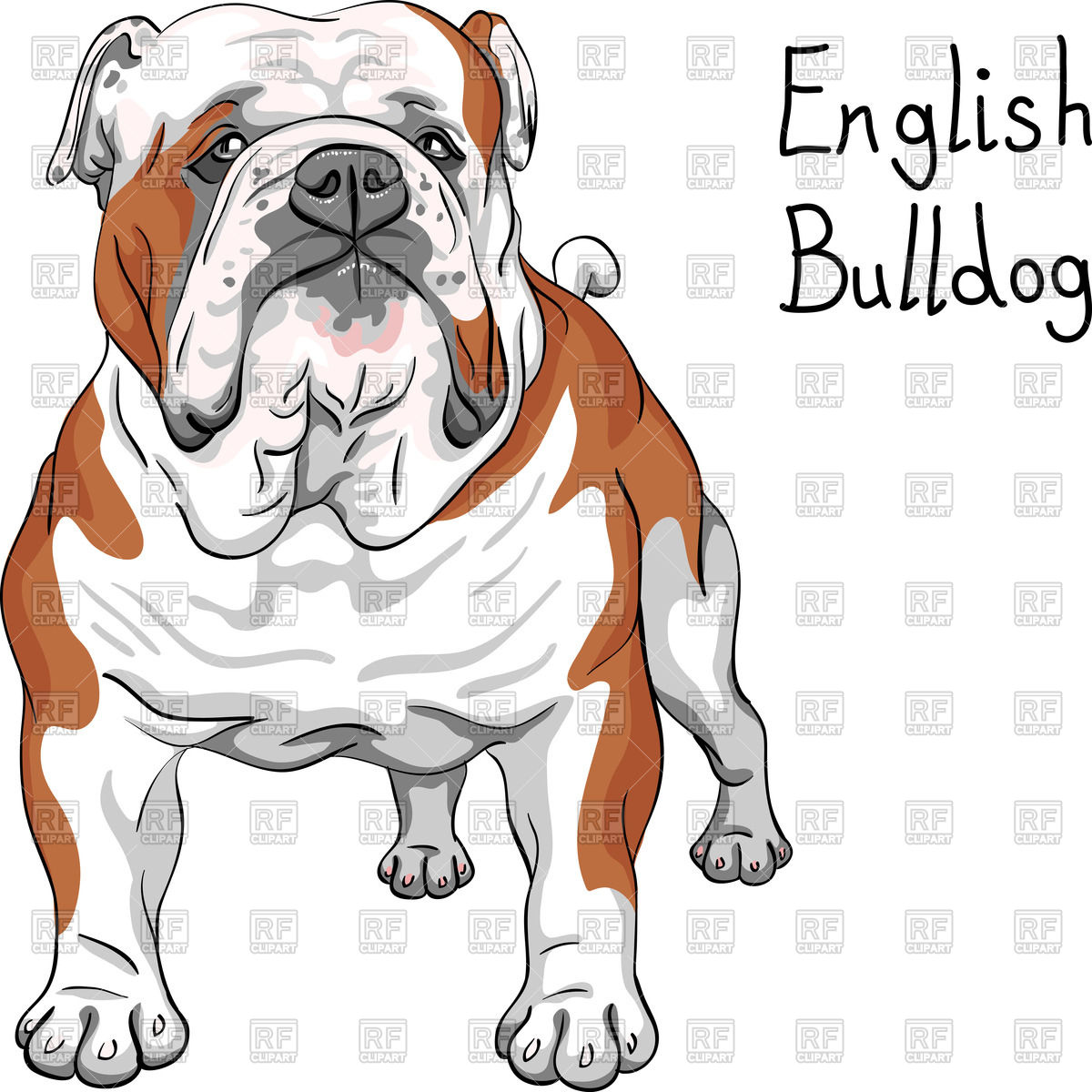 1200x1200 Sketch Of English Bulldog Breed Vector Image Vector Artwork Of - Bulldog Sketch