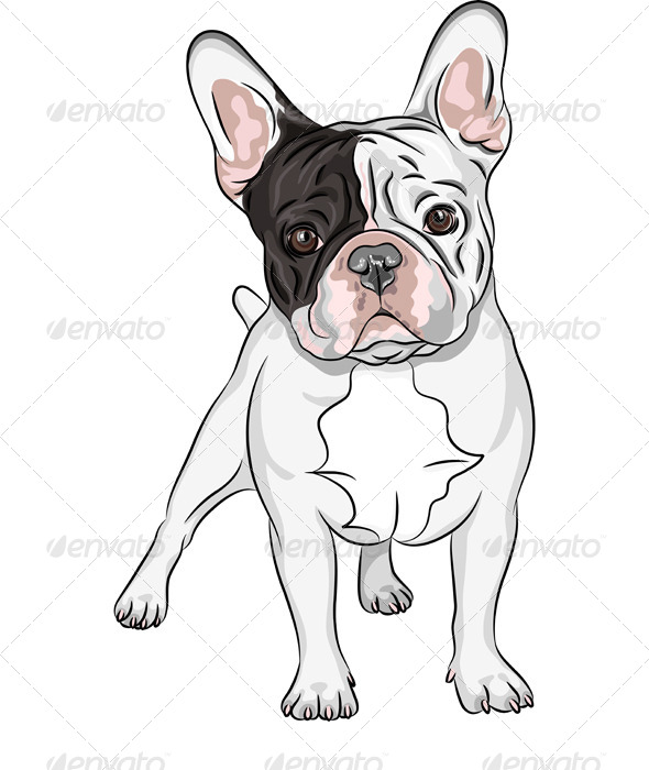 590x700 Vector Sketch Domestic Dog French Bulldog Breed By Kavalenkava - Bulldog Sketch