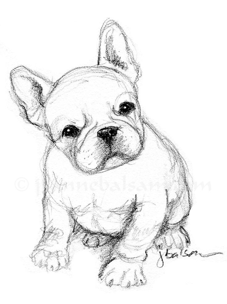 735x985 French Bulldog - Bulldog Sketch Easy