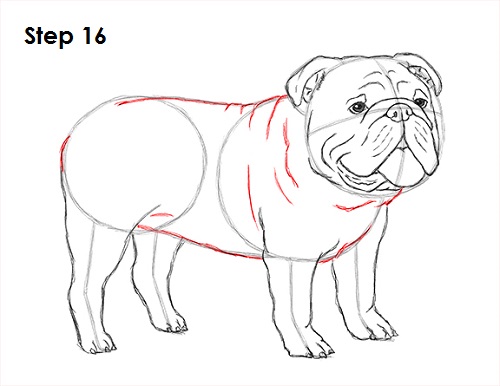500x386 How To Draw A Bulldog - Bulldog Sketch Easy