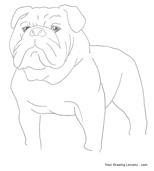 600x667 How To Draw A Bulldog - Bulldog Sketch Easy