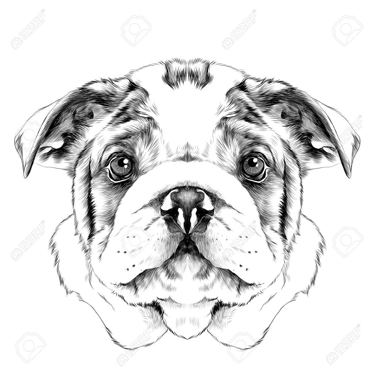 Bulldog Sketch Images at PaintingValley.com | Explore collection of ...