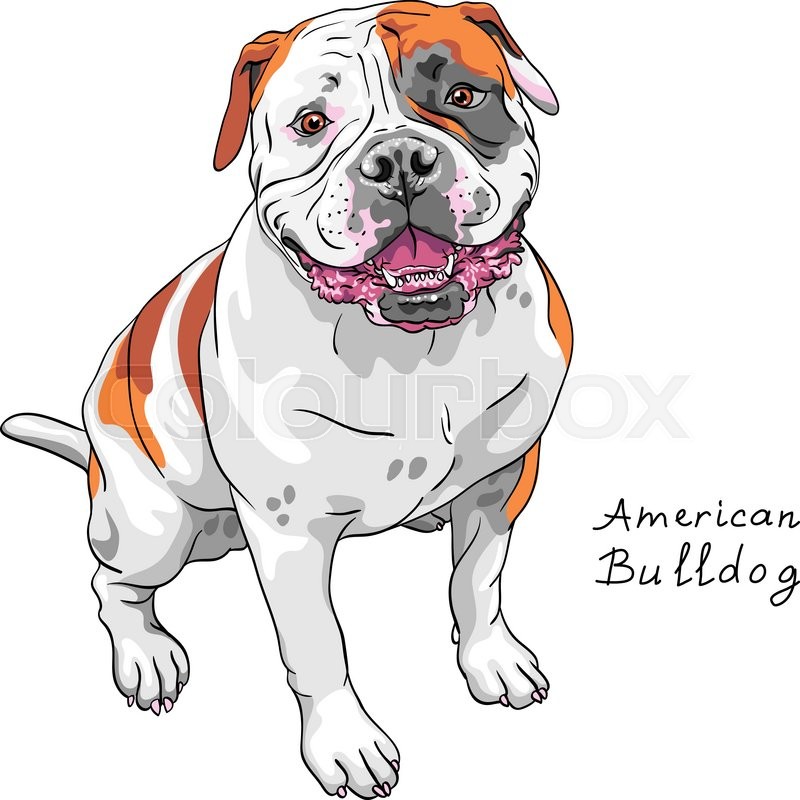 800x800 Color Sketch Of The Dog American Bulldog Breed Stock Vector - Bulldog Sketch Images