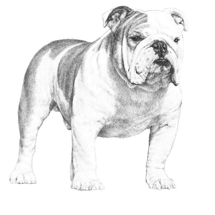 700x700 Old Bulldog Rescue Sketch - Bulldog Sketch Images