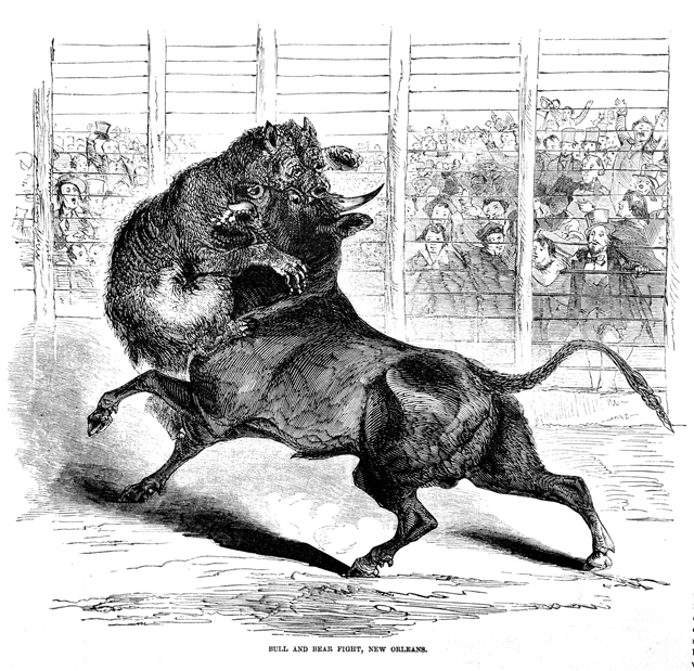640x619 Filebull And Bear Fight New Orleans 1853 (Edit).jpg - Bullfight Sketch