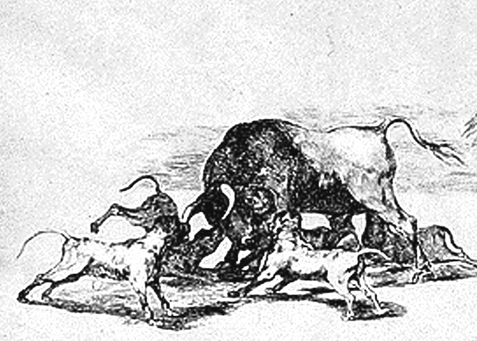 679x485 The Bull Fighting Dogs Of Spain Natural History - Bullfight Sketch