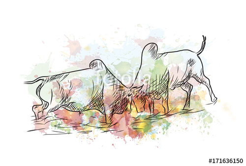 500x338 Watercolor Sketch Of Bull Fight In Vector Illustration. Stock - Bullfight Sketch