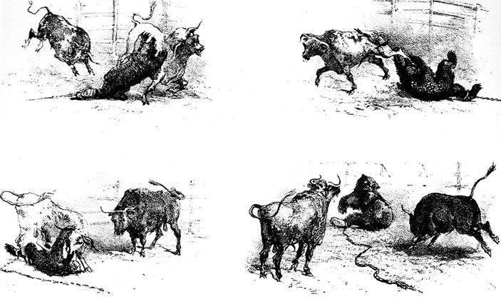 703x419 Bull Fighting Bull Vs Bull Fight - Bullfight Sketch