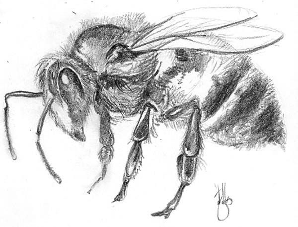 600x457 Bumble Bee Sketch Expressions Of The Perfectly Imperfect - Bumble Bee Sketch
