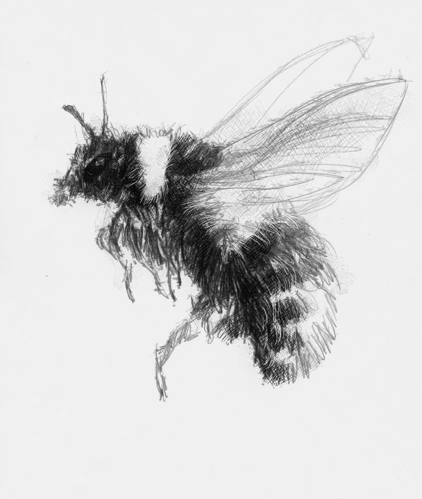 866x1024 Bumble Bee - Bumble Bee Sketch