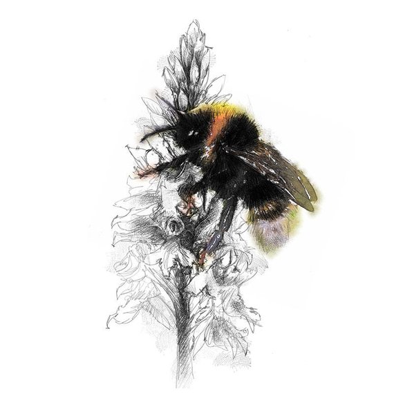 570x570 Bumble Bee Sketch Limited Edition Fine Art Print From Etsy - Bumble Bee Sketch