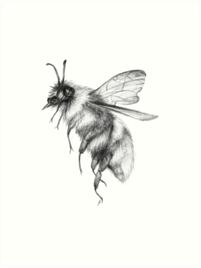 413x549 Bumblebee Sketch Art Prints By Naomi Shingler Redbubble - Bumble Bee Sketch