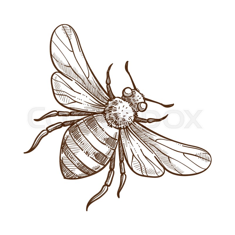 800x800 Bumblebee Insect Monochrome Sketch Outline Realistic Natural - Bumble Bee Sketch