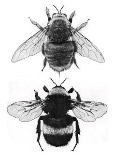 236x326 Bumblebee Sketch Ink I Envy Bee, Bee Tattoo And - Bumble Bee Sketch