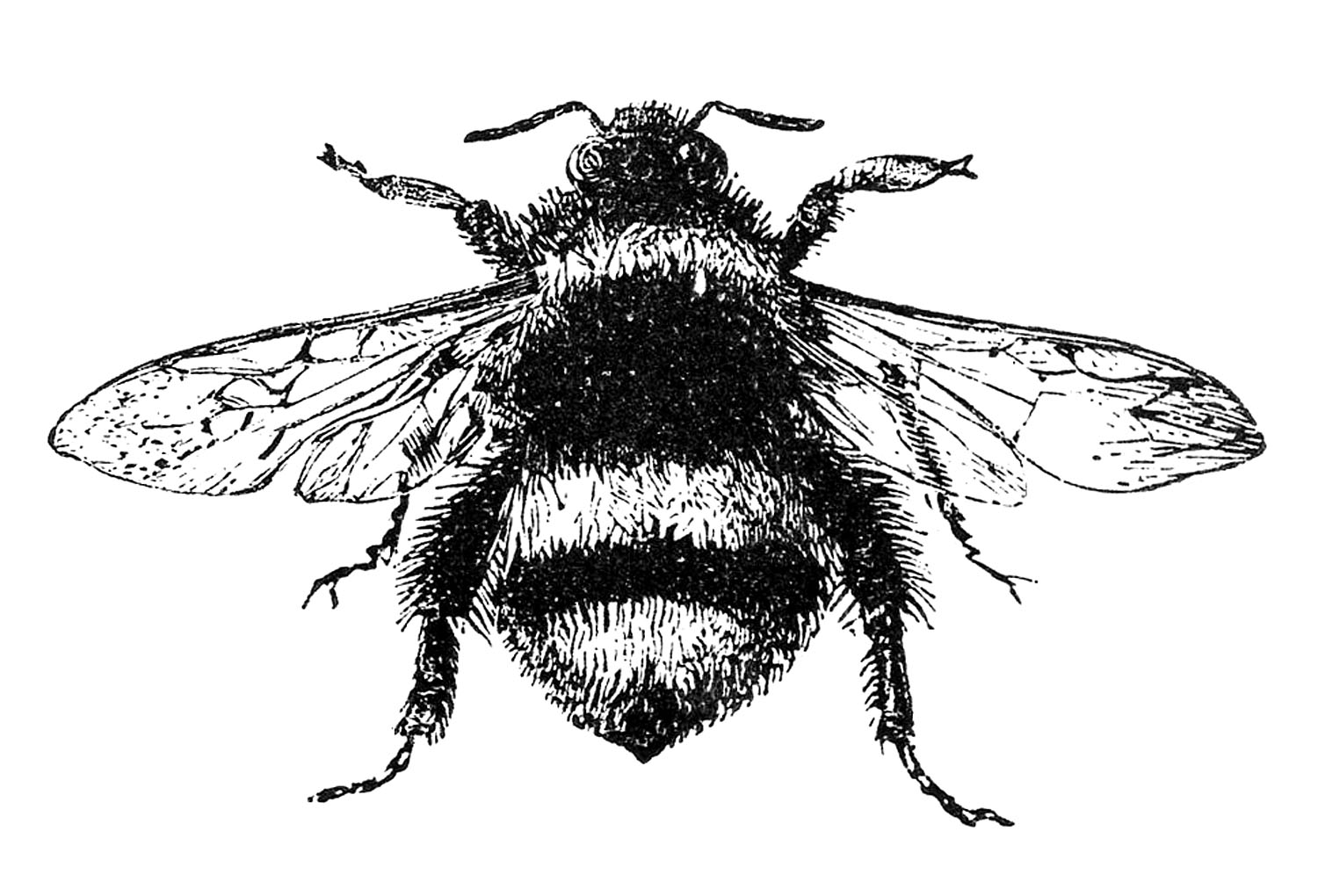 1500x1020 Free Stock Image - Bumble Bee Sketch