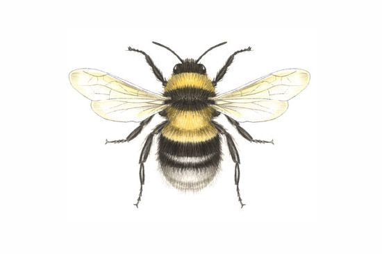 550x366 Pin By Destiny Joy On Inky Bee Tattoo, Bee - Bumble Bee Sketch